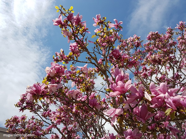 You are currently viewing What To Do In The Garden Mid Spring