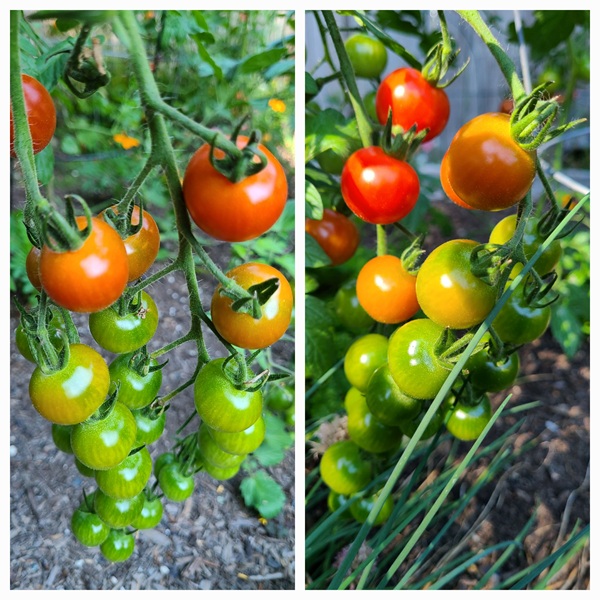 'Sweet Million' cherry tomatoes yield an abundance of wonderfully flavoured fruit throughout summer and well into frost.