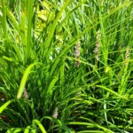 How To Grow Dwarf Lilyturf