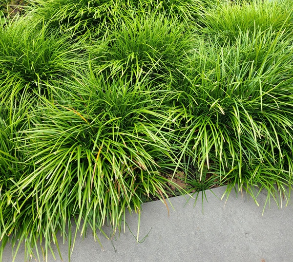 Liriope muscari Mass Planting