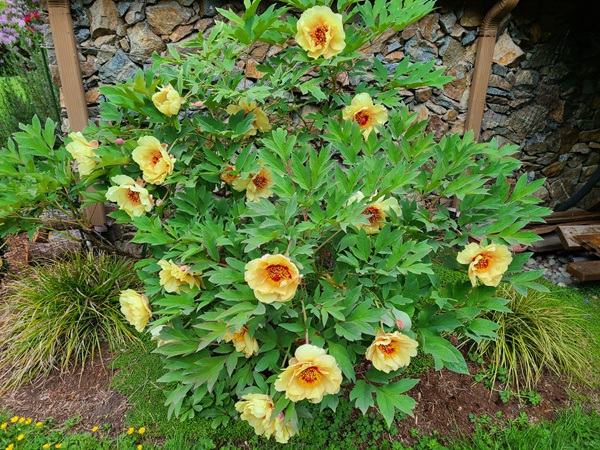 After a few years pruning our old, neglected tree peony, we're getting the desired shrub shape.