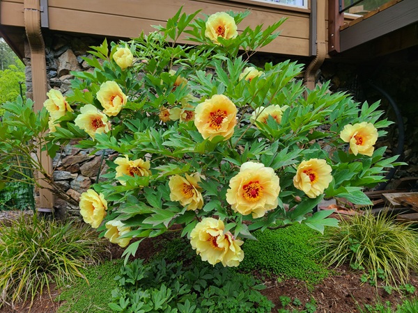 The King of Flowers, the Tree Peony